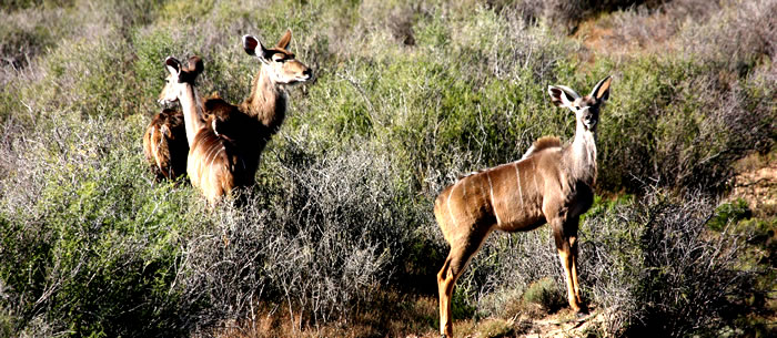 Kudu Hunting Karoo